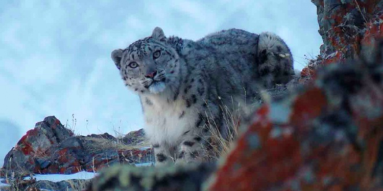 Captan a leopardo de las nieves, una especie en peligro de extinción