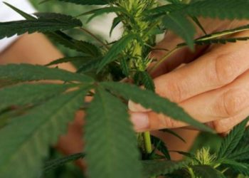 Se aprueba en lo general el dictamen para la regulación de marihuana en México