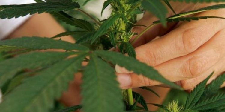 Se aprueba en lo general el dictamen para la regulación de marihuana en México