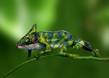 Body painting: Conoce el arte de Johannes Stoetter, que transforma cuerpos en pinturas