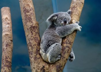 Liberan a Koalas en Australia para que regresen a su hogar, tras incendios