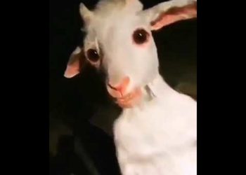 Este es el video de la cabra que camina sobre dos patas y tiene atemorizados a todos
