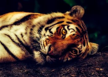 Tigre del zoológico del de Nueva York da positivo a Covid-19