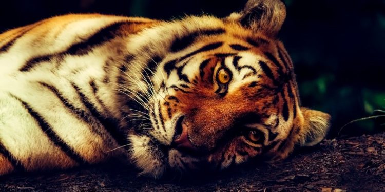 Tigre del zoológico del de Nueva York da positivo a Covid-19