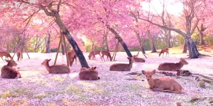 Decenas de ciervos fueron captados bajo árboles de cerezos en flor en Japón