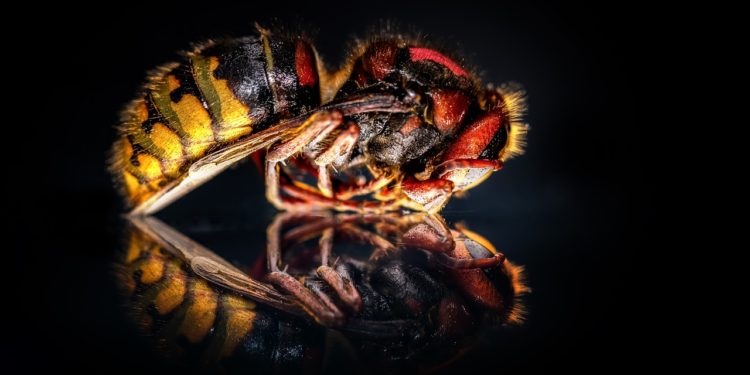 ¿El avispón gigante podría llegar a México? Esto se sabe