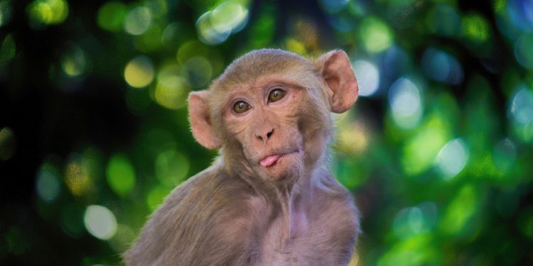 Monos roban muestras de sangre positivas a Covid-19 en India
