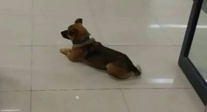 Perrito espera a su dueño desde hace más de tres meses en el hospital donde falleció por coronavirus en China