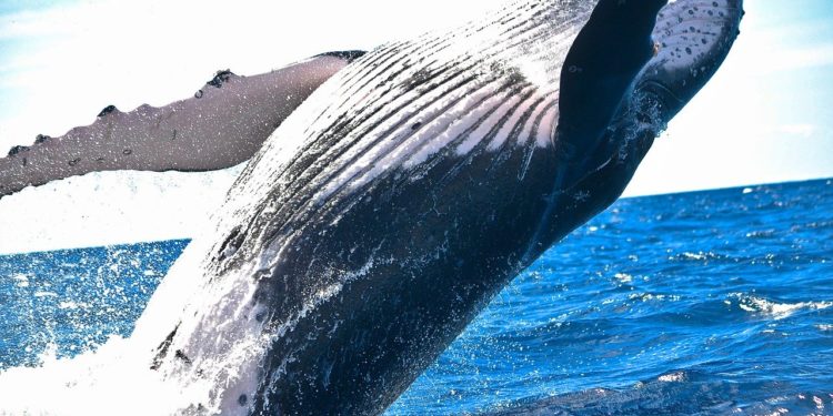 Día Mundial de los Océanos; la ONU festejará en línea