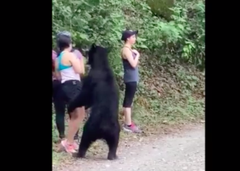 Oso se acerca a visitantes del Parque Chipinque en Monterrey y aterroriza