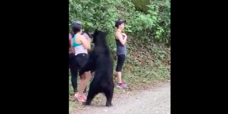 Oso se acerca a visitantes del Parque Chipinque en Monterrey y aterroriza