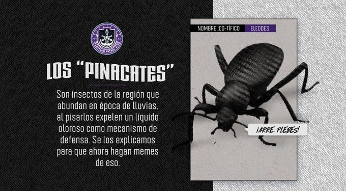 ¿Qué tipo de insectos son los que invadieron la cancha del Mazatlán FC?
