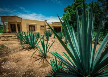 Día Mundial del Tequila; el paisaje del agave como patrimonio ante la UNESCO