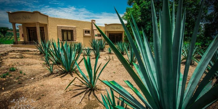 Día Mundial del Tequila; el paisaje del agave como patrimonio ante la UNESCO