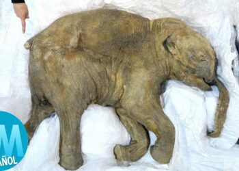 10 cosas más increíbles encontradas congeladas bajo el hielo – Watch Mojo