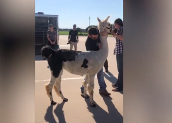 Joren Whitley, el quiropráctico de animales viral en TikTok