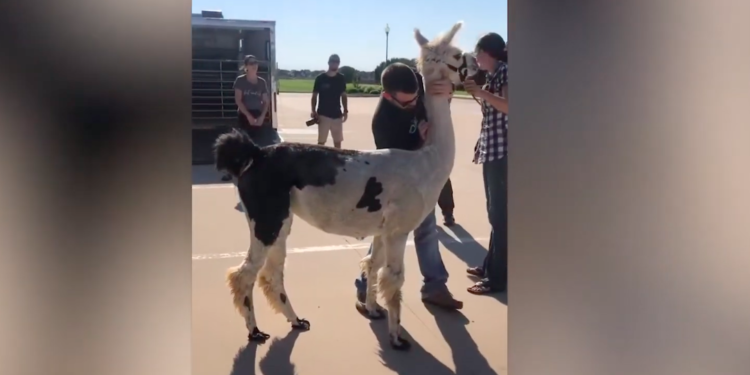 Joren Whitley, el quiropráctico de animales viral en TikTok