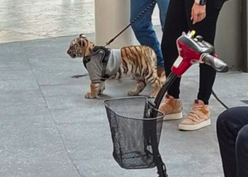 Plaza Antara sufre amonestación por cachorro de tigre de bengala