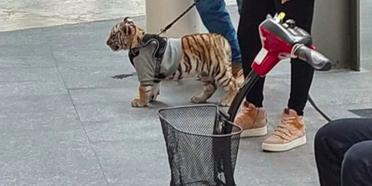 Plaza Antara sufre amonestación por cachorro de tigre de bengala