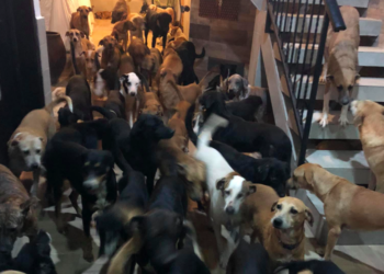 Hombre resguarda en su hogar a 300 perros callejeros y otros animales por Huracán Delta