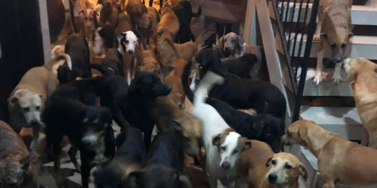 Hombre resguarda en su hogar a 300 perros callejeros y otros animales por Huracán Delta