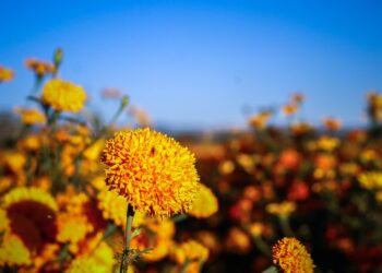 El cempasúchil, un ícono floral mexicano