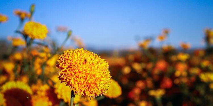 El cempasúchil, un ícono floral mexicano
