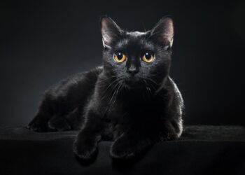 El gato de Shrödinger, mucho más que una simple paradoja