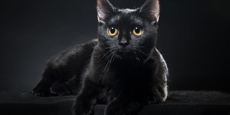 El gato de Shrödinger, mucho más que una simple paradoja