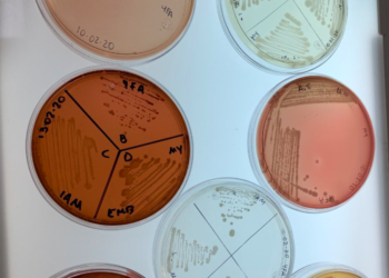 Científicos mexicanos descubren cómo recuperar suelos dañados por hidrocarburos