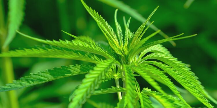 Debaten en el Senado en comisiones, a distancia, dictamen para la regulación del cannabis