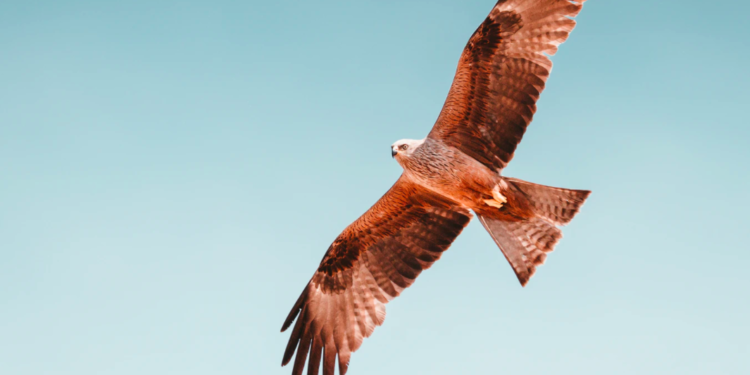 México es el país predilecto para aves migratorias; revelan investigadores de la UNAM