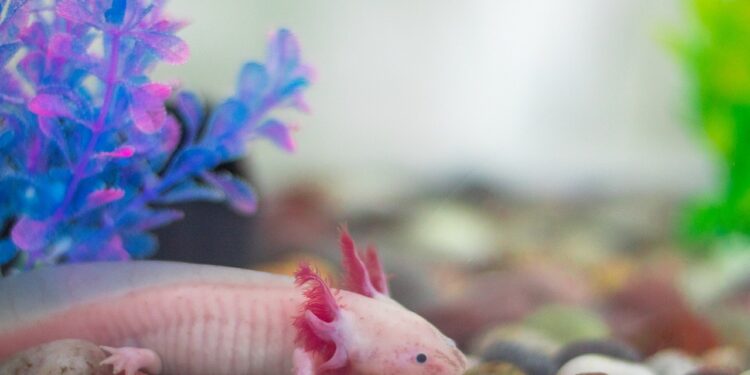 Investigadores de la UNAM buscan conocer más de los órganos reproductores del ajolote