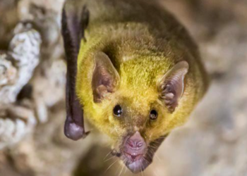 ¿Por qué los murciélagos choeronycteris mexicana penetran la mancha urbana?