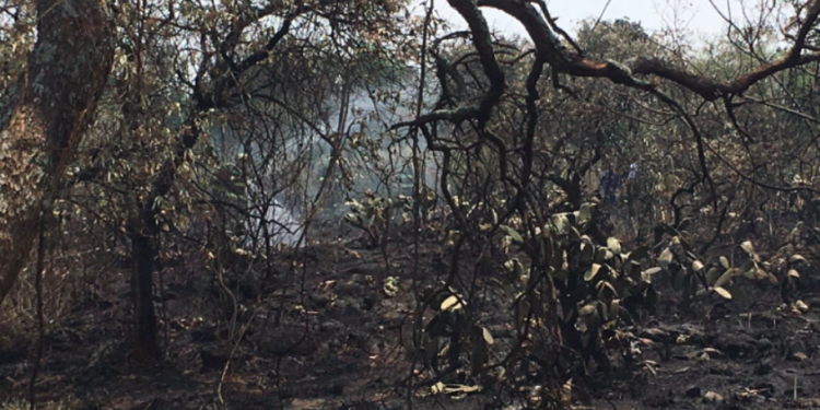 Controlan incendio en Reserva Ecológica de la UNAM