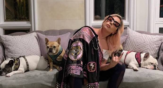 Disparan al paseador de las mascotas de Lady Gaga; la cantante ofrece 500 mil dólares de recompensa