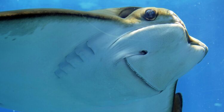 Disminuyen tiburones y rayas pese a esfuerzos de conservación