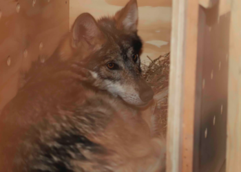 Llegan al Zoológico de Tlaxcala tres  ejemplares de lobo mexicano