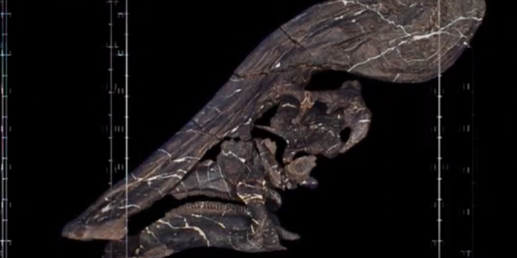 Descubren en México dinosaurio herbívoro con cresta alargada