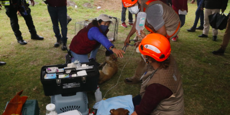 ¡SÍ SE PUDO! Rescatan a los lomitos que cayeron al socavón en Santa María Zacatepec, Puebla
