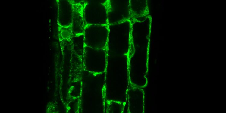 BRIC-24: un experimento congelado en el tiempo y el espacio