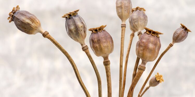 UNODC presenta el informe “México, Monitoreo de plantíos de amapola 2018-2019″