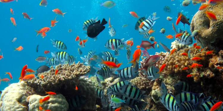 Buscan universitarios soluciones para preservar arrecifes de coral