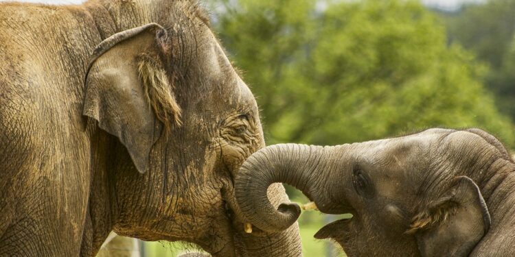 Los elefantes africanos, cada vez más amenazados por la caza ilegal