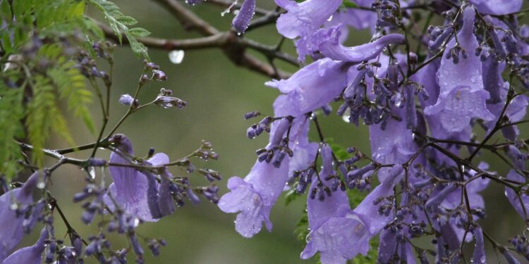 Árboles y plantas exóticas desplazan especies nativas en urbes