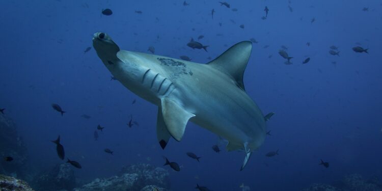 Descubren que vértebras de tiburón martillo revelan sus viajes