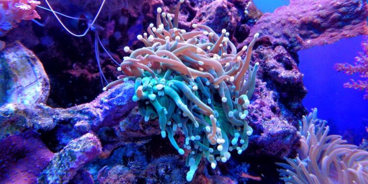 El mundo perdió 14% de sus corales por aumento en la temperatura del mar