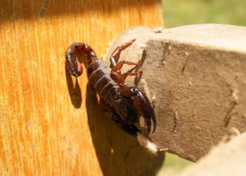 México participa en investigación sobre moléculas a partir de veneno de alacrán para combatir bacterias y células cancerígenas