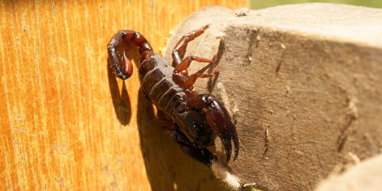 México participa en investigación sobre moléculas a partir de veneno de alacrán para combatir bacterias y células cancerígenas