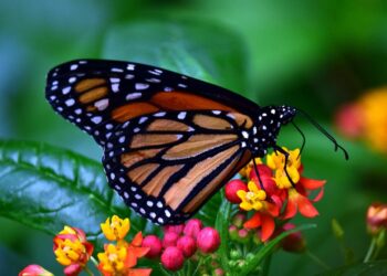 El fenómeno migratorio de la mariposa monarca, en peligro; UNAM